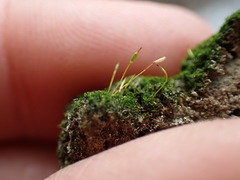 Campylostelium laegerae