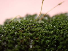 Campylostelium laegerae