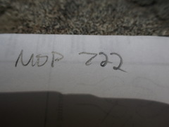 Campylostelium laegerae