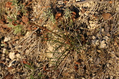 Lomatium marginatum