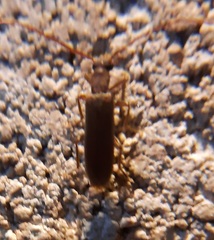 Sparedrus aspersus