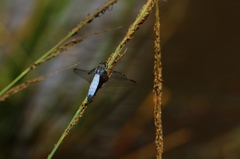 Palpopleura deceptor