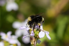 Bombus caliginosus