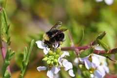 Bombus caliginosus