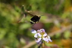 Bombus caliginosus
