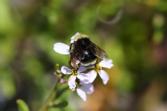 Bombus caliginosus