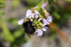 Bombus caliginosus