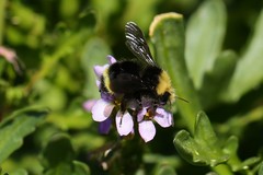 Bombus caliginosus