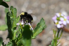Bombus caliginosus