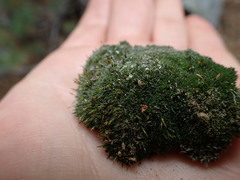 Grimmia alpestris