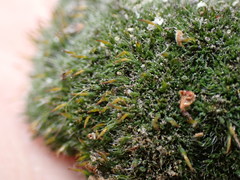 Grimmia alpestris