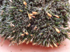 Grimmia alpestris