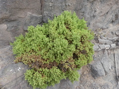 Nolana lachimbensis