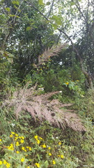 Muhlenbergia emersleyi