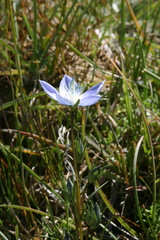 Lomatogonium carinthiacum