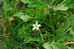 Jaborosa runcinata