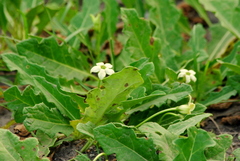 Jaborosa runcinata