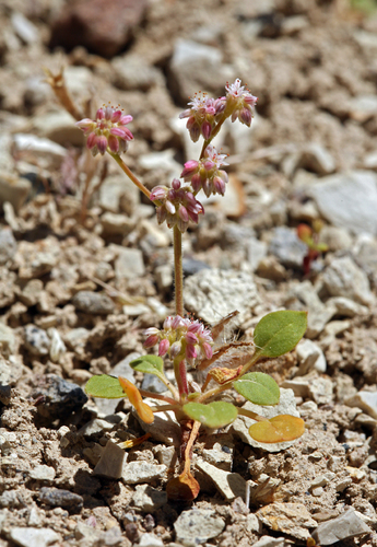 volcanic buckwheat (Eriogonum lemmonii)
