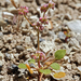 Eriogonum lemmonii - Photo (c) Steve Matson, algunos derechos reservados (CC BY), subido por Steve Matson