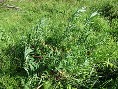 Euphorbia palustris