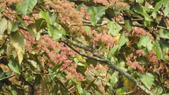Heliocarpus americanus