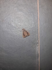 Scolecocampinae