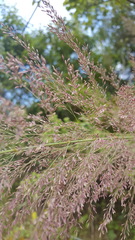 Muhlenbergia emersleyi