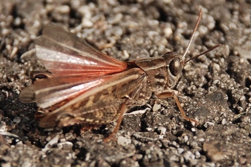 Italian locust