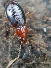 Ocys tachysoides