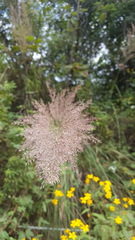 Muhlenbergia emersleyi