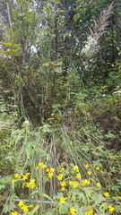 Muhlenbergia emersleyi