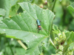 Cartallum ebulinum