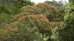Heliocarpus americanus