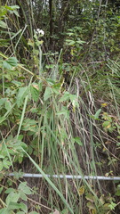 Muhlenbergia emersleyi