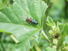 Cartallum ebulinum