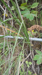 Muhlenbergia emersleyi