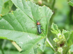 Cartallum ebulinum