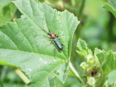 Cartallum ebulinum