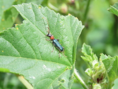 Cartallum ebulinum
