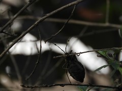 Pachylis laticornis