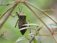 Pachylis laticornis
