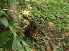 Pachylis laticornis