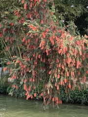 Melaleuca