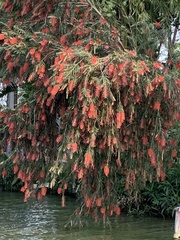 Melaleuca