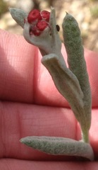 Helichrysum sanguineum