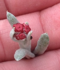 Helichrysum sanguineum