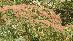 Heliocarpus americanus