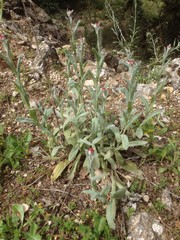 Helichrysum sanguineum