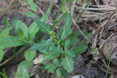 Oxybasis glauca