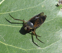 Notonecta irrorata